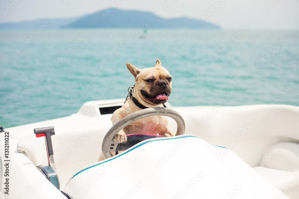 Funny French Bulldog dog is sitting behind the wheel of a speedboat, put his paws on the steering wheel against the sea, the carefree sunny summer day. lighting effects, speed boat - obrazy, fototapety, plakaty 