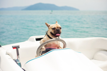 funny french bulldog dog is sitting behind the wheel of a speedboat, put his paws on the steering wh