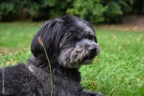 Schwarzer kleiner Hund Stock Photo Adobe Stock