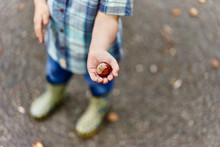 Cropped View Of Boy's Hands Holding Conker