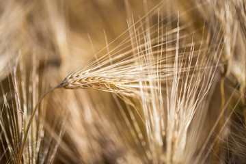 golden barley field and sunny day