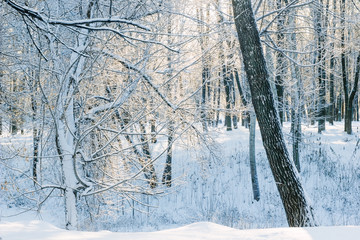 Poster - Cold winter in beautiful snow forest.