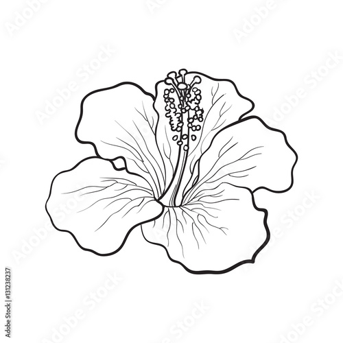 Single bright hibiscus tropical flower, sketch style vector illustration isol...