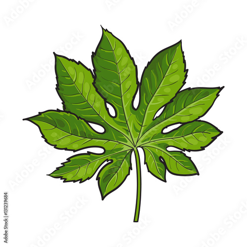 Full fresh leaf of fatsia japonica palm tree, sketch style vector illustratio...
