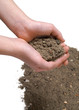 Sandy soil in hands on white background