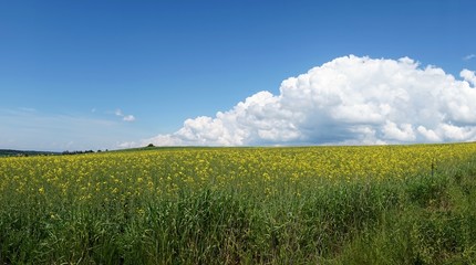 Sky, clouds, meadow