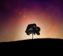 Wall Mural - Tree and night sky