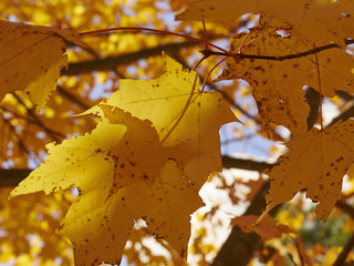 Wall Mural - fall foliage, Pennsylvania, USA