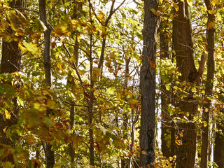 Wall Mural - fall foliage, Sussex, New Jersey, USA