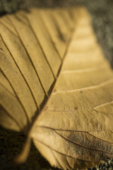 Wall Mural - A single beech leaf in autumn
