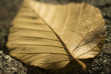 Wall Mural - A single beech leaf in autumn