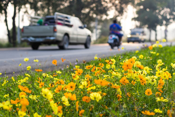 Wall Mural - Cosmos yellow car traffic.