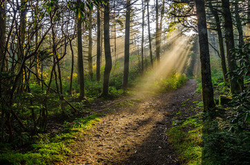 Sunshine filters through summer foliage along a hiking trail in Roan Mountain State Park