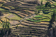 Ancient Incan Terraces Agriculture Farms