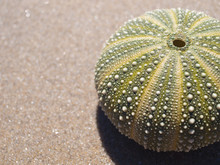 A Sea Urchin Shell On A Sandy Beach Background.