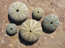 A Collection Of Sea Urchin Shells On A Rustic Weathered Rock Background.