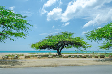 Poster - Amazing view of the Mangel Halto beach in Aruba