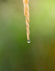 Poster - water drops on rice plant