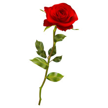 Realistic Red Rose. EPS 10