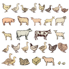 Wall Mural - Farm animals big collection vector