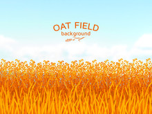 Oat Field And Blue Sky Background.  Colorful Vector Illustration.  