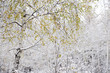 雪の中の白樺の葉