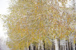 雪をかぶった黄葉の白樺並木