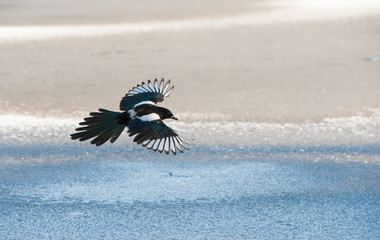 Magpie in search of food