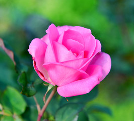 Poster -  Pink rose on blur nature background