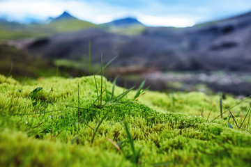 Wall Mural - Valley National Park Landmannalaugar. Magnificent Iceland in the August. juicy green Icelandic moss and the creek