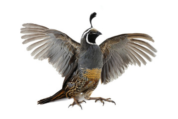 Sticker - male California Quail