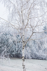Sticker - birch covered with frost