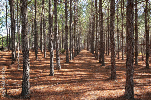 A Grove Of Pine Trees Planted In A Straight Line So They Grow Straighter And Taller As A Result Of Direct Competition For Light Buy This Stock Photo And Explore Similar