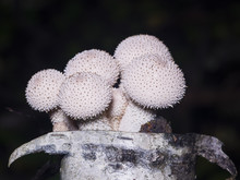 Edible Mushrooms Common Puffball, Lycoperdon Perlatum, Macro, Selective Focus, Shallow DOF