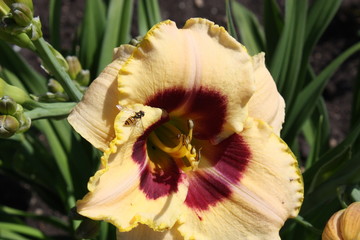 Lily blossom closeup