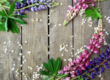 Purple And Pink Lupines On Dark Wooden Background