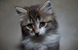 © DANIELE - Ritratto gatto