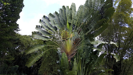 Naklejka na meble Large Fan Bird of Paradise