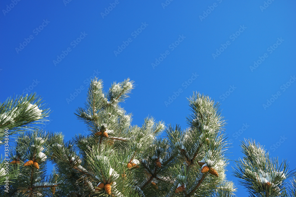 Coniferous branch with cones against blue sky