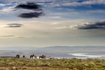 wild mustang horse in the nevada desert.