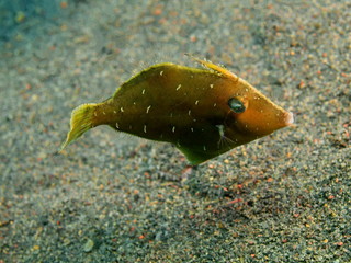 Filefish