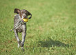 German shorthaired pointer with ball