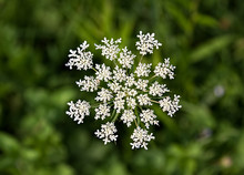 Queen Anne's Lace (Daucus Carota) Wildflower