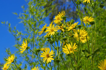 Wall Mural - Durchwachsene Silphie im Sommer - Cup Plant in summer, garden plant