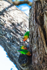 African lovebirds selecting a nest in a tree in the Serengeti, Tanzania, Africa