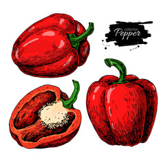 Pepper hand drawn vector set. Vegetable engraved style object, full and half. Isolated bell pepper.