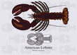 American Lobster, True Lobster, Atlantic Lobster, Maine Lobster. Vector illustration for artwork in small sizes. Suitable for graphic and packaging design, educational examples, web, etc.
