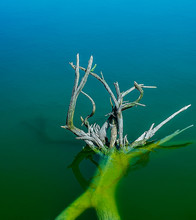 Strange Dead Tree In Water Lake