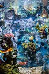 Wall Mural - A marine aquarium with fishes and corals