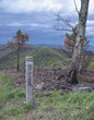 No fires sign at edge of forest fire